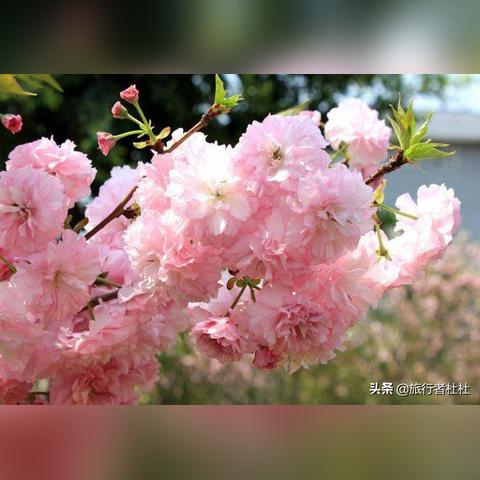 第262页